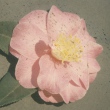 Eva Dowling